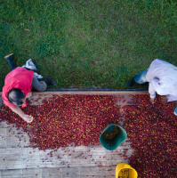 Aerial-view-workers-scouting-coffee-beans