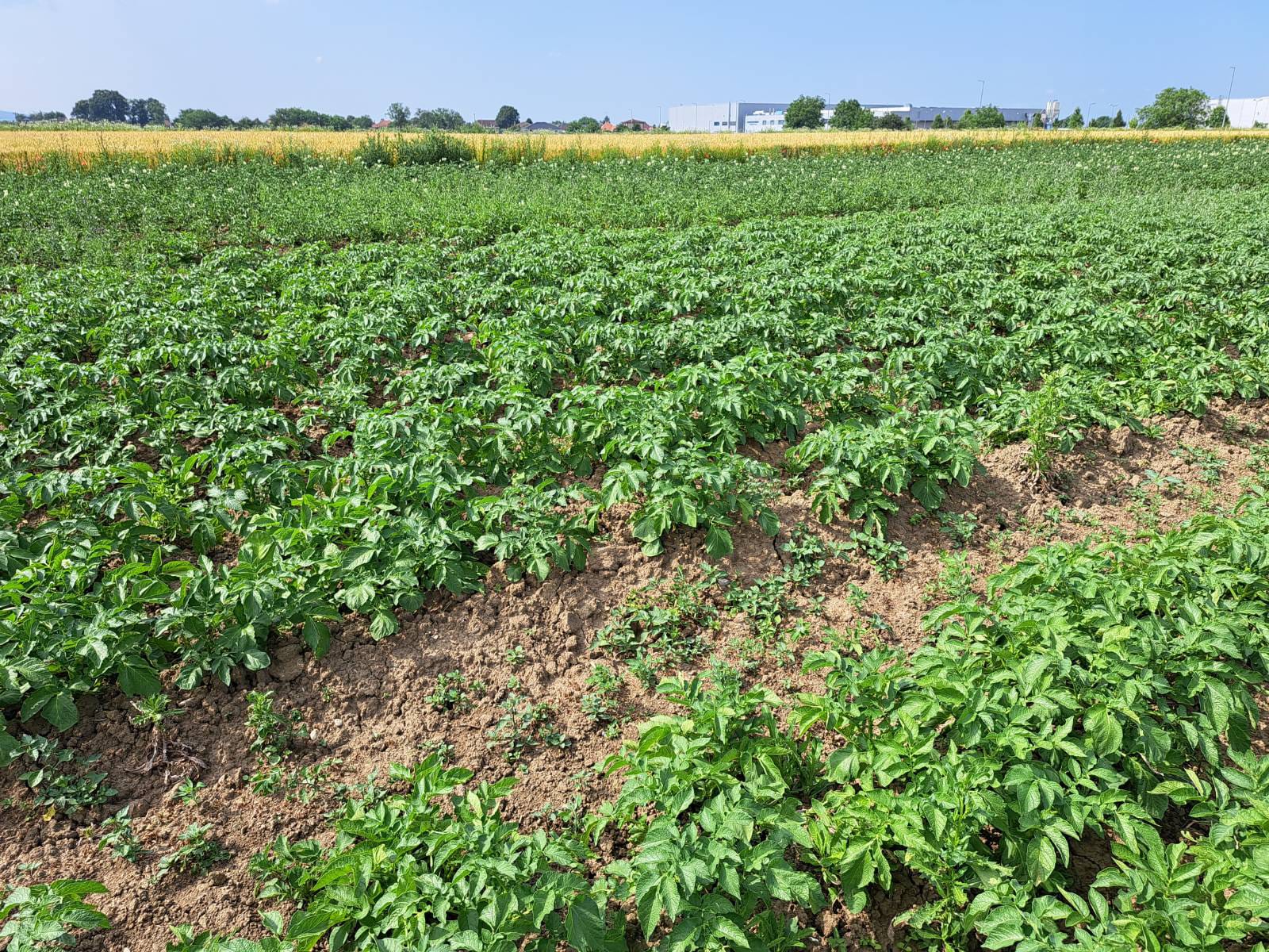 Powering breakthrough innovation in corn